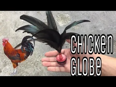 Quả Cầu Đá Lông Gà: Đặc Điểm, Cách Chọn Mua Và Chơi Chuẩn Nhất
